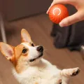 DySunny Pet Intelligent Automatic Electric Ball Interactive Pet Toys Forming Self-Sports Kitten Training Accessories. 