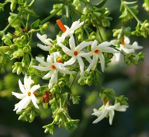 Sepalika%20%20flower%20Plant%20-%20Image%202