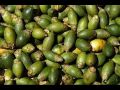 Sri Lankan Areca Nuts 50pc (Puwak). 