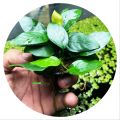 Anubias nana EXPORT QUALITY natural ( 2 PLANT in 01 POT  ) Large size for your aquarium Anubias nana High-quality Live Aqua plants from sapling cloud  Decoration Aquascaping natural live plant aquarium plant Anubias Nana Petite Easy Live Aquarium Plants. 
