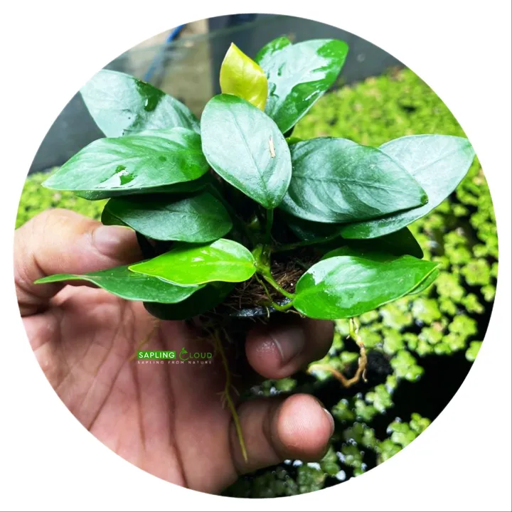 Anubias%20nana%20EXPORT%20QUALITY%20natural%20(%202%20PLANT%20in%2001%20POT%20%20)%20Large%20size%20for%20your%20aquarium%20Anubias%20nana%20High-quality%20Live%20Aqua%20plants%20from%20sapling%20cloud%20%20Decoration%20Aquascaping%20natural%20live%20plant%20aquarium%20plant%20Anubias%20Nana%20Petite%20Easy%20Live%20Aquarium%20Plants%20-%20Image%203