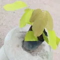 Kaha karada plant. 