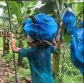 Banana protection plastic bag (50 BAGS) bunch cover 20 micron blue. 