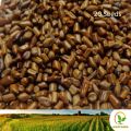 තෝර Cassia Tora 20 Seeds for Natural Organic Farming Vegetable, Fruit & flower Seed. 