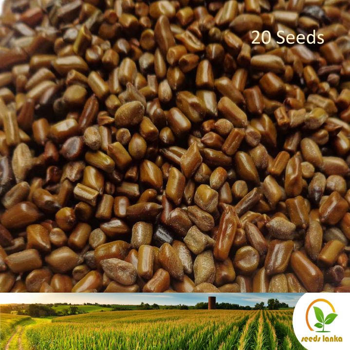 %E0%B6%AD%E0%B7%9D%E0%B6%BB%20Cassia%20Tora%2020%20Seeds%20for%20Natural%20Organic%20Farming%20Vegetable,%20Fruit%20&%20flower%20Seed%20-%20Image%204