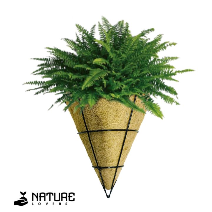 Wall Hanging Coir Pot | Triangle Shaped | Daraz.lk