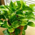 Lucky Plants /poths/air Purifying Plant/Money Plant/Home Decor Plant. 