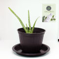 Aloe vera Herbal plant with White Pot. 