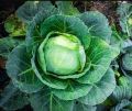 Cabbage F1 Hybrid Japan AS-39 Seeds 99% 1g Gedi Gowa Gardening Agriculture Onesh. 