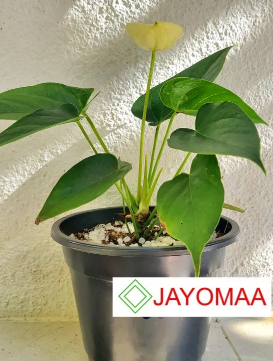Anthurium%20plants%20-%20Vanilla%20Yellow%20-Bangkok%20variant%20-%20with%20flowers%20and%20pot%20for%20your%20loving%20home%20from%20JAYOMAA%20-%20Image%203