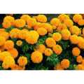 Marigold 100 seeds pack (Yellow and Orange). 