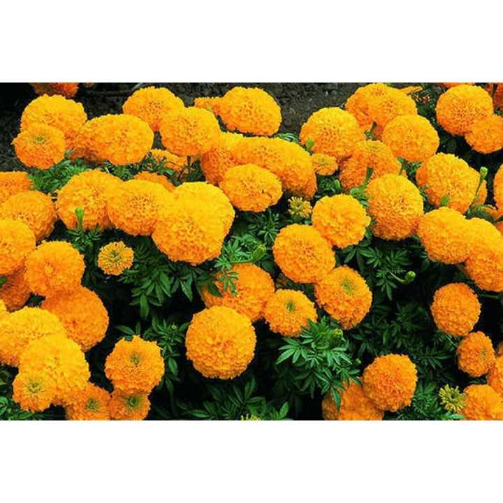Marigold 100 seeds pack (Yellow and Orange)