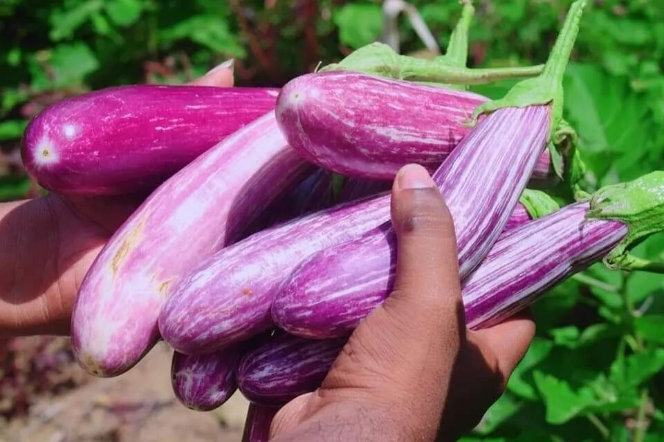 Hodie Leniri Eggplant Wambatu Beeja Brinjal Marina F1 Hybrid