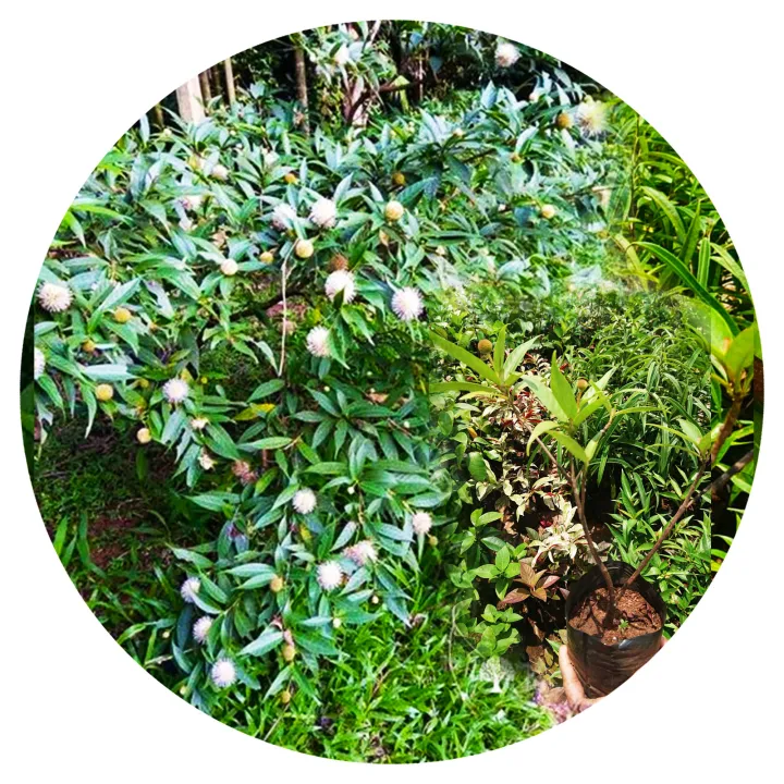 Bakmee%20plant%20%20kuru%20bakmee%20natural%20plant%20Sapling%20cloud%20good%20%20quality%20plants%20Leichhardt%20plant%20-%20Image%202