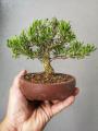 Boxwood Plant ( Plant for Bonsai ). 