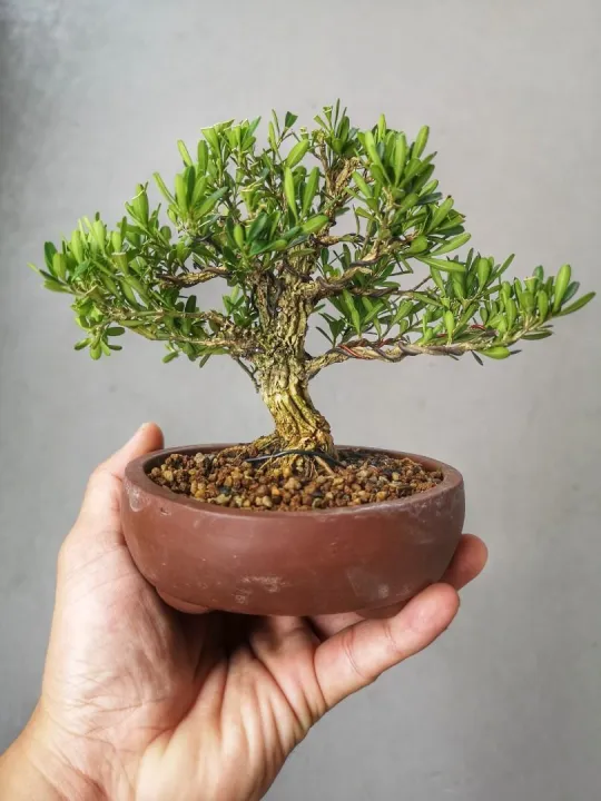 Boxwood%20Plant%20(%20Plant%20for%20Bonsai%20)%20-%20Image%202