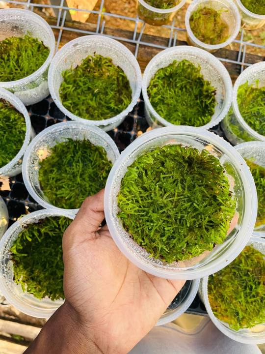 Java%20moss%20%7C%20low%20tech%20%7C%20low%20maintain%20%7C%20non%20co2%20-%20Image%207