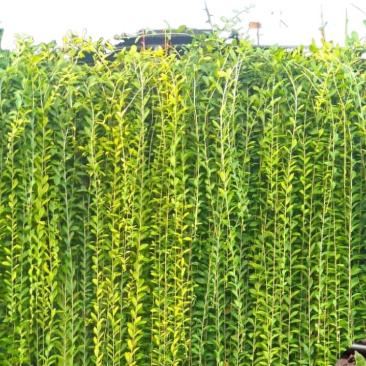 Curtain Creeper,Green Paradise,Easy Care Plant without pot