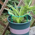【ZOSR】Plastic Plant Support Pile Half Round Climbing Vines Stake Bonsai Fixing Rod Garden Plant Stake Holder Flower Ring Support Rack. 