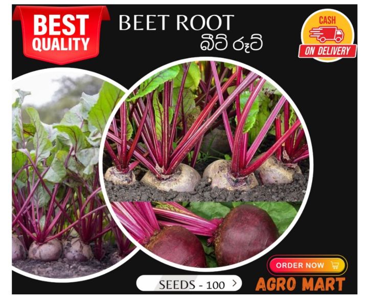 Beet root seeds - 100