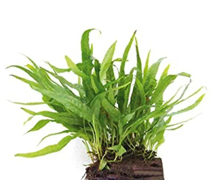 Java%20Fern/Large%20size/Aquarium%20live%20plants/Aqua%20scaping/Live%20plants%20-%20Image%203