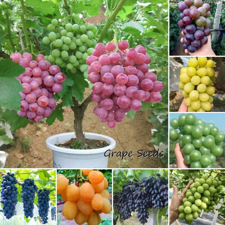[Fast Germination] Malaysia Ready Stock 100pcs Mixed Varieties Grape Seeds Benih Pokok Buah Home Garden Decor Air Plant Seeds Vitis Vinifera Delicious Fruit Plant Seeds for Planting Grape Plants for Sale Bonsai Tree Live Plant Easy To Grow In The Local