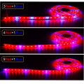12V 5050 5m LED Strip Grow light Full Spectrum LED Flower Plant Phyto Growth lamp For Greenhouse Hydroponic Plant Growing. 