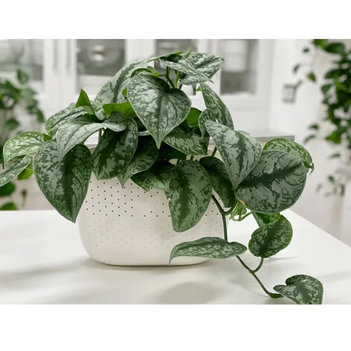 Money%20Plant%20/%20Silver%20Pothos/%20Satin%20Pothos%20plant%20with%20black%20pot%20-%20Image%203