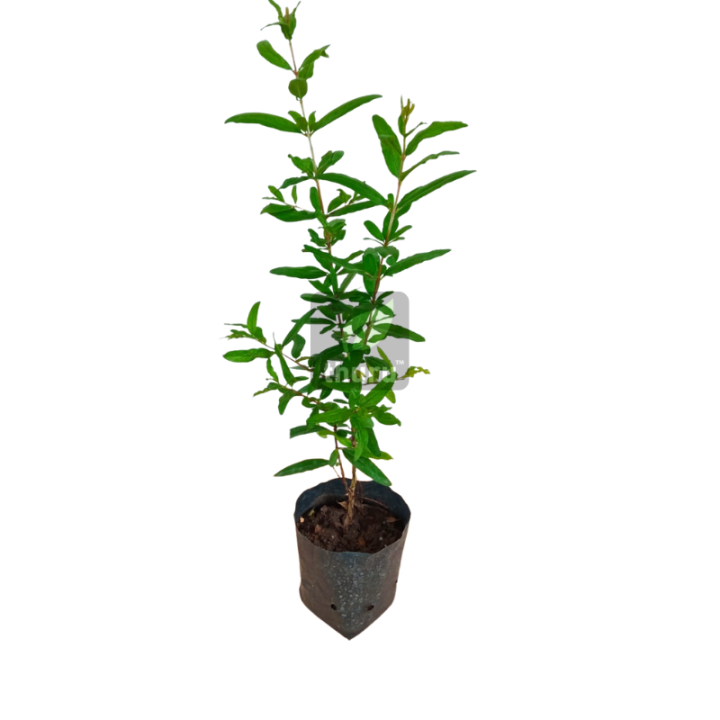 Delum%20Plant%20(%E0%B6%AF%E0%B7%99%E0%B7%85%E0%B7%94%E0%B6%B8%E0%B7%8A%20%E0%B6%B4%E0%B7%90%E0%B6%BD)%20-%20Image%202