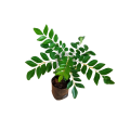 CURRY LEAVES – කරපිංචා / KARAPINCHA Plant. 