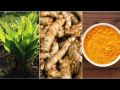 කහ වවමු - turmeric seeds cultivation in sri lanka - kaha wagawa. 