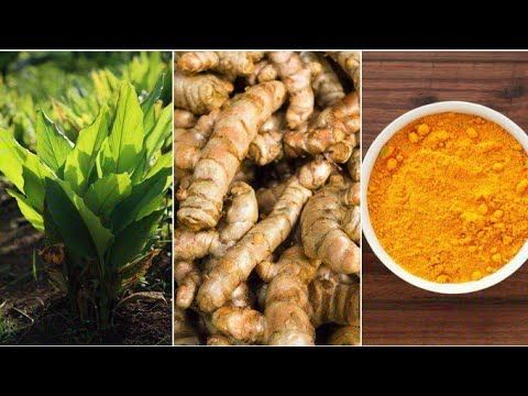 කහ වවමු - turmeric seeds cultivation in sri lanka - kaha wagawa