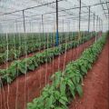Crop support twine Tomato String Trellis 100g. 