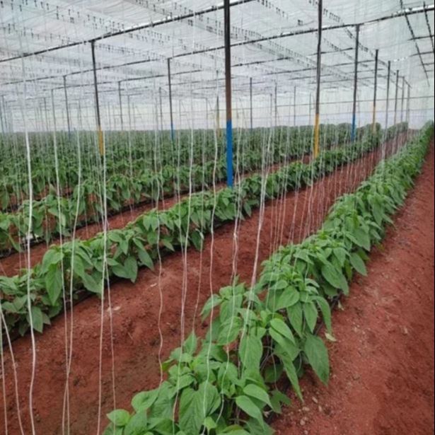 Crop%20support%20twine%20Tomato%20String%20Trellis%20100g%20-%20Image%203
