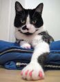 20 s/lot Soft Cat Silicone Nail Caps Soft Cat Paw Pet Nail Protector With Adhesive Glue and Applicator Size XS S M L. 