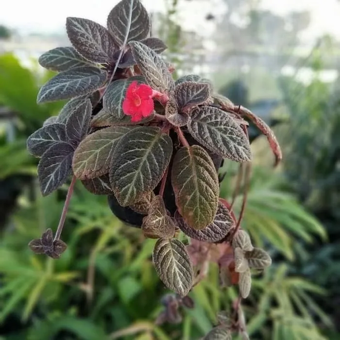 Episia%20plant%20-%20Image%203