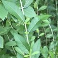 Curtain Creeper,Green Paradise,Easy Care Plant without pot. 