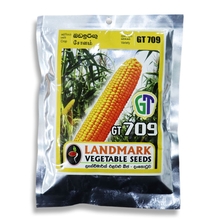 Maize GT 709 Seeds Badairigu Beeja 100g for Home Gardening Agriculture