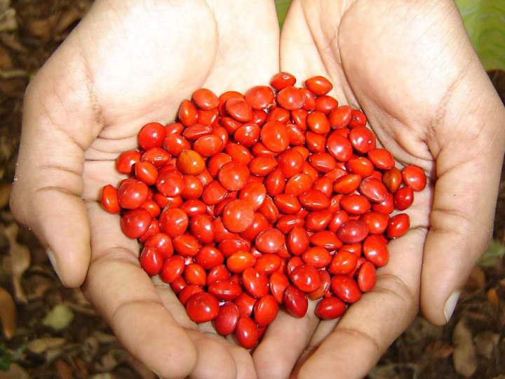 Tharibay%20Online%20Different%20types%20of%20Sri%20lankan%20Seeds%20for%20school%20student%20packs%20-%20Image%204