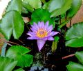 Nil Manel Flower Plant, Water Lily Plants. 