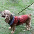 Cozy Waterproof Windproof Dog Vest Winter Coat - Fleece Lined Reflective Dog War M Cloting Cold Weather Dog Jacket for Small Dogs. 