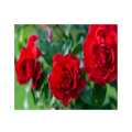Natural Red Rose Plants,Live Rose Plants,Rose Plants,Flower Plants. 