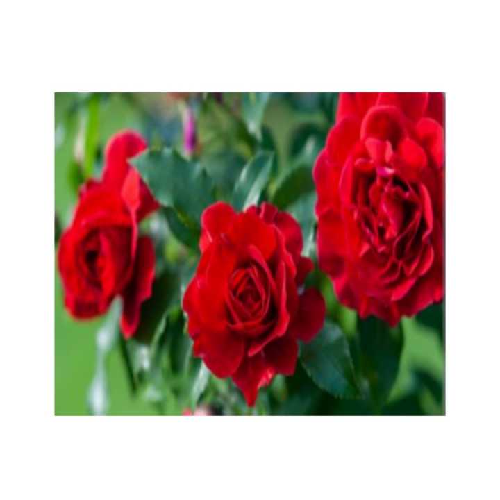 Natural%20Red%20Rose%20Plants,Live%20Rose%20Plants,Rose%20Plants,Flower%20Plants%20-%20Image%202