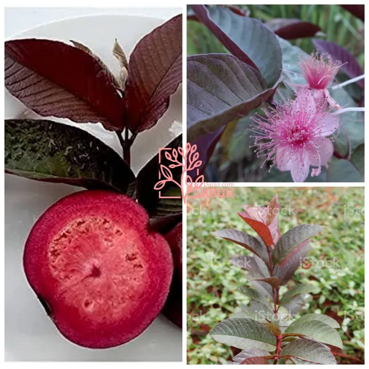 Malaysia Red Guvava Plant