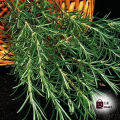 Rosemary - Plant. 