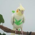 Budgie For Small Medium Birds Adjustable Outdoor Rope With Wing Bird Harness Bird Nylon Flight Training Rope Bite Bird Traction Belt. 