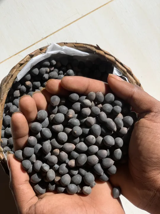 20%20Blue%20Lotus%20Seeds,%20Rare%20Nymphaea%20Nouchali,%20Water%20Lilly%20Flower%20Seeds,%20With%20Planting%20Instructions%20-%20Image%202