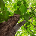 teak plant/wood plants/theakka. 