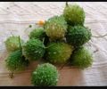 Batu Karawila Seeds For Home Garden. 