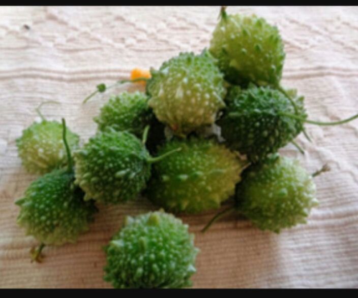 Batu%20Karawila%20Seeds%20For%20Home%20Garden%20-%20Image%205
